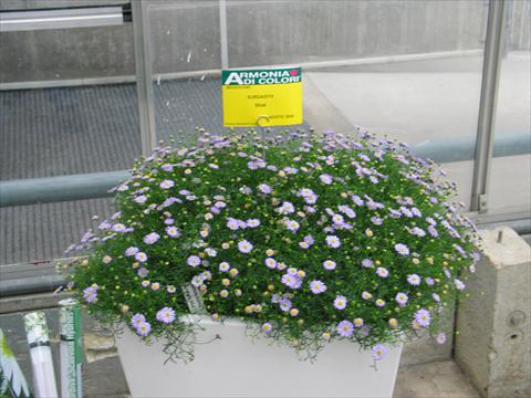 foto van een variëteit aan bloemen, te gebruiken als: Potplant, patioplant, korfplant Brachyscome Surdaisy® Blue