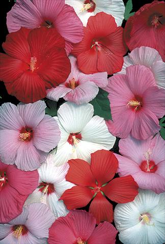 foto van een variëteit aan bloemen, te gebruiken als: Perkplant / Borders Hibiscus moscheutos Galaxy