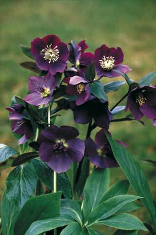 photo of flower to be used as: Pot and bedding Helleborus Orientalis-Hybr. Blue Lady