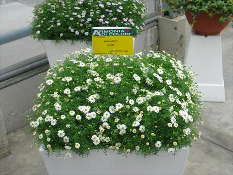 foto van een variëteit aan bloemen, te gebruiken als: Potplant, patioplant, korfplant Brachyscome Surdaisy® White