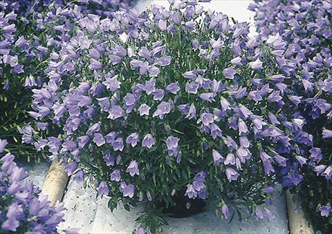 foto van een variëteit aan bloemen, te gebruiken als: Perkplant / Borders Campanula cochleariifolia Bavaria Blue