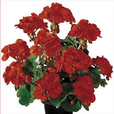 foto van een variëteit aan bloemen, te gebruiken als: Potplant, perkplant, patioplant Pelargonium zonale Gen® Belmonte Red