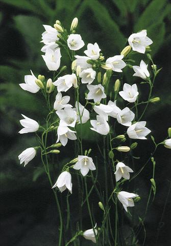foto van een variëteit aan bloemen, te gebruiken als: Perkplant / Borders Campanula rotundifolia White Gem