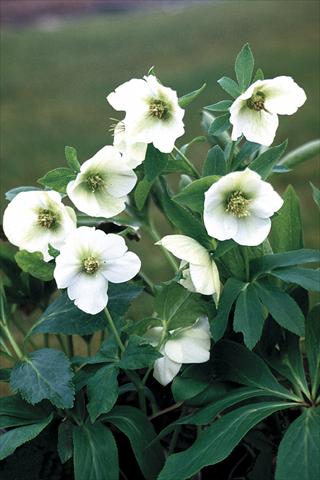 foto van een variëteit aan bloemen, te gebruiken als: Perkplant / Borders Helleborus Orientalis-Hybr. White Lady