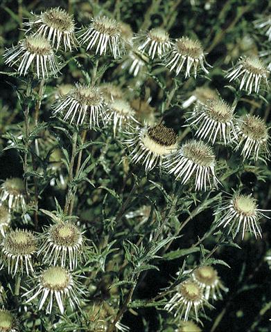 foto van een variëteit aan bloemen, te gebruiken als: Perkplant / Borders Carlina vulgaris Silver Star