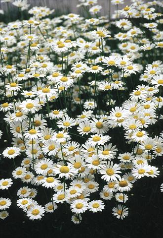 foto van een variëteit aan bloemen, te gebruiken als: Perkplant / Borders Chrysanthemum leucanthemum Filigran