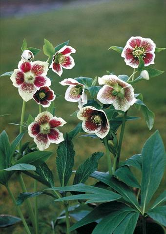 photo of flower to be used as: Bedding / border plant Helleborus Orientalis-Hybr. White Spotted Lady