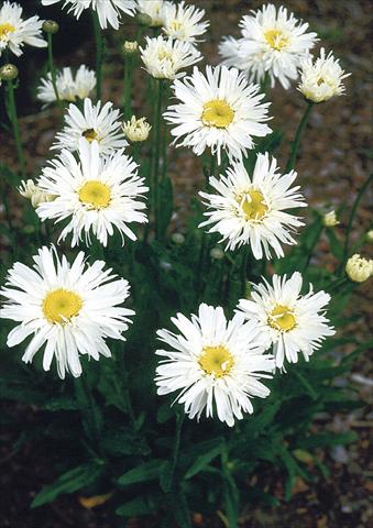 foto van een variëteit aan bloemen, te gebruiken als: Potplant, perkplant, patioplant, korfplant Chrysanthemum maximum Snowdrift