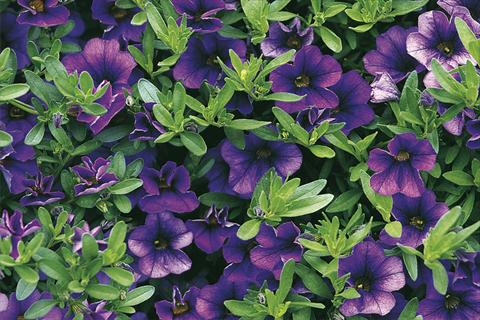 foto van een variëteit aan bloemen, te gebruiken als: Potplant, perkplant, patioplant, korfplant Calibrachoa Callie® Dark Blue