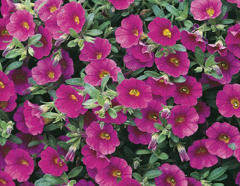 foto van een variëteit aan bloemen, te gebruiken als: Potplant, perkplant, patioplant, korfplant Calibrachoa Callie® Rose