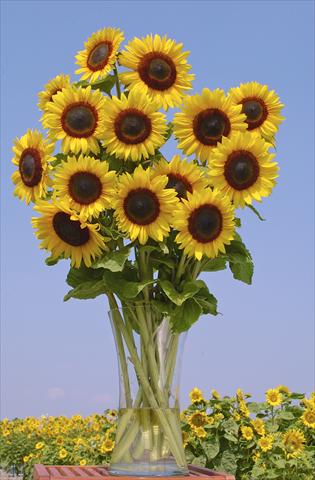 foto van een variëteit aan bloemen, te gebruiken als: Snijbloemen Helianthus annuus Full Sun Improved F1