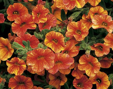 foto van een variëteit aan bloemen, te gebruiken als: Potplant, perkplant, patioplant, korfplant Calibrachoa Callie® Sunrise