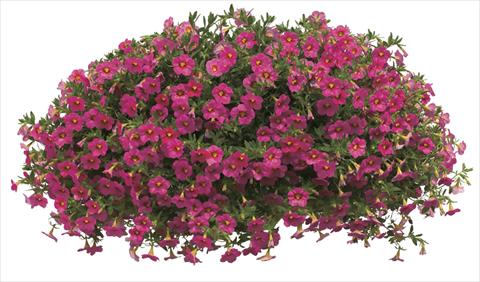 foto van een variëteit aan bloemen, te gebruiken als: Potplant, perkplant, patioplant, korfplant Calibrachoa Callie® Coral Pink