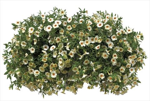 foto van een variëteit aan bloemen, te gebruiken als: Potplant, perkplant, patioplant, korfplant Calibrachoa Callie® Cream with Eye