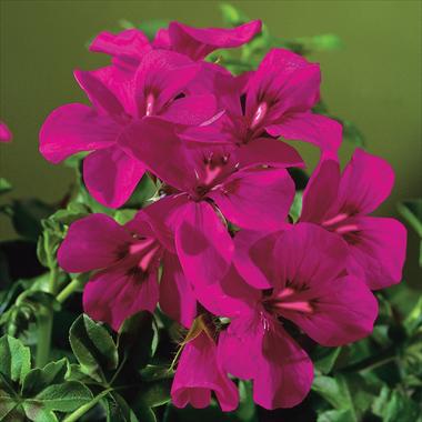 foto van een variëteit aan bloemen, te gebruiken als: Patioplant, potplant Pelargonium peltatum Gen® Rainbow Neon