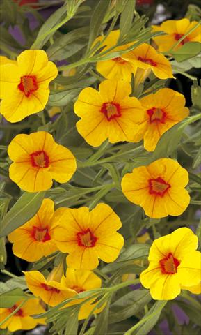 foto van een variëteit aan bloemen, te gebruiken als: Potplant, perkplant, patioplant, korfplant Calibrachoa Callie® Gold with Red Eye