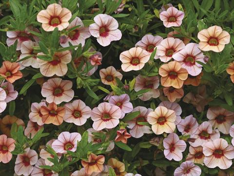 foto van een variëteit aan bloemen, te gebruiken als: Potplant, perkplant, patioplant, korfplant Calibrachoa Callie® Peach
