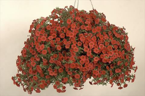 foto van een variëteit aan bloemen, te gebruiken als: Potplant, perkplant, patioplant, korfplant Calibrachoa Callie® Scarlet