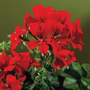 foto van een variëteit aan bloemen, te gebruiken als: Patioplant, potplant Pelargonium peltatum Gen® Rainbow Red