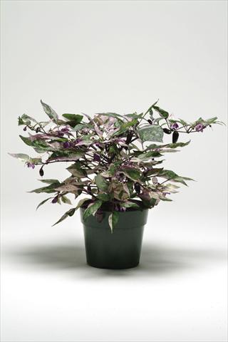 foto van een variëteit aan bloemen, te gebruiken als: Pot - en perkplant Capsicum annuum Calico Ornamental Pepper