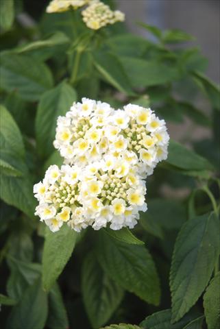 foto van een variëteit aan bloemen, te gebruiken als: Potplant, perkplant, patioplant, korfplant Lantana camara TOP Calippo White
