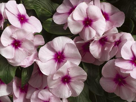 foto van een variëteit aan bloemen, te gebruiken als: Pot - en perkplant Catharanthus roseus - Vinca Nirvana© Pink Blush