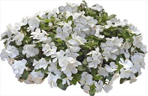 foto van een variëteit aan bloemen, te gebruiken als: Pot - en perkplant Catharanthus roseus - Vinca Nirvana© White Improved