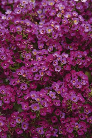 foto van een variëteit aan bloemen, te gebruiken als: Pot - en perkplant Alyssum maritimum Clear Crystal Purple Shades