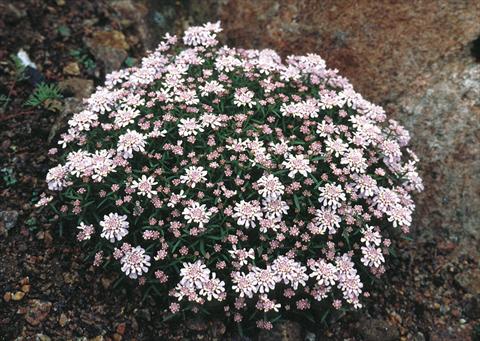 foto van een variëteit aan bloemen, te gebruiken als: Perkplant / Borders Iberis aurosica Sweetheart