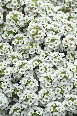 foto van een variëteit aan bloemen, te gebruiken als: Pot - en perkplant Alyssum maritimum Clear Crystal White