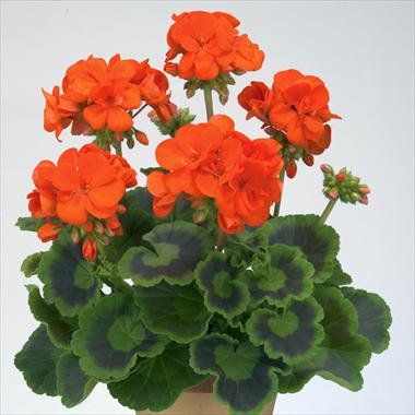foto van een variëteit aan bloemen, te gebruiken als: Potplant, perkplant, patioplant Pelargonium zonale Gen® Trend Orange