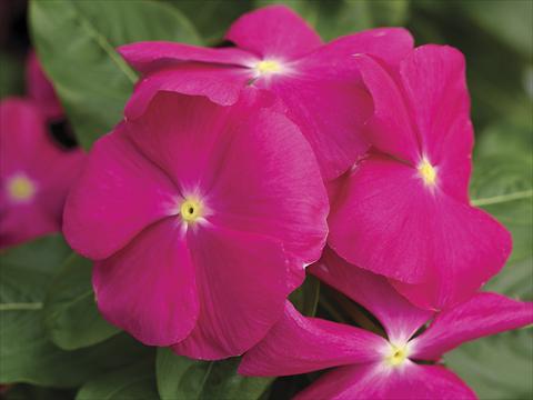 foto van een variëteit aan bloemen, te gebruiken als: Pot - en perkplant Catharanthus roseus - Vinca Cora Pink