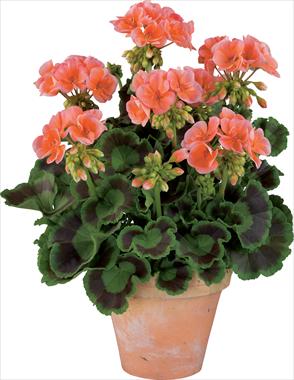 foto van een variëteit aan bloemen, te gebruiken als: Potplant, perkplant, patioplant Pelargonium zonale Gen® Trend Salmon