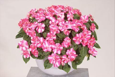 foto van een variëteit aan bloemen, te gebruiken als: Potplant, perkplant, patioplant, korfplant Impatiens walleriana Silhouette® Rose Star