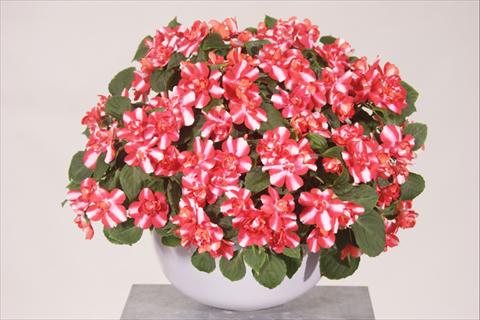 foto van een variëteit aan bloemen, te gebruiken als: Potplant, perkplant, patioplant, korfplant Impatiens walleriana Silhouette® Red Star