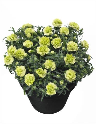 foto van een variëteit aan bloemen, te gebruiken als: Pot Dianthus Jade