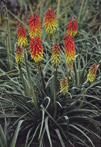 foto van een variëteit aan bloemen, te gebruiken als: Perkplant / Borders Kniphofia hirstuta Fire Dance