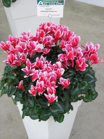 foto van een variëteit aan bloemen, te gebruiken als: Pot Cyclamen persicum Halios® Fantasia  Rouge