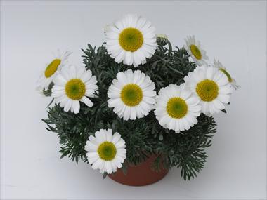 foto van een variëteit aan bloemen, te gebruiken als: Potplant, perkplant, patioplant Leucanthemum Flirt