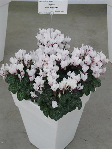 foto van een variëteit aan bloemen, te gebruiken als: Pot - en perkplant Cyclamen persicum Metis® Blanc à oeil