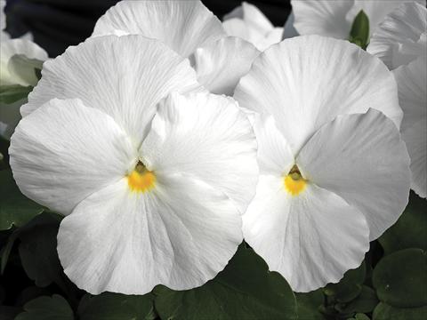 foto van een variëteit aan bloemen, te gebruiken als: Pot - en perkplant Viola wittrockiana Karma White Imp