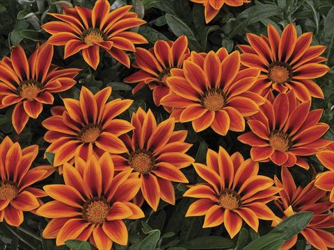 foto van een variëteit aan bloemen, te gebruiken als: Pot - en perkplant Gazania Kiss Orange Flame