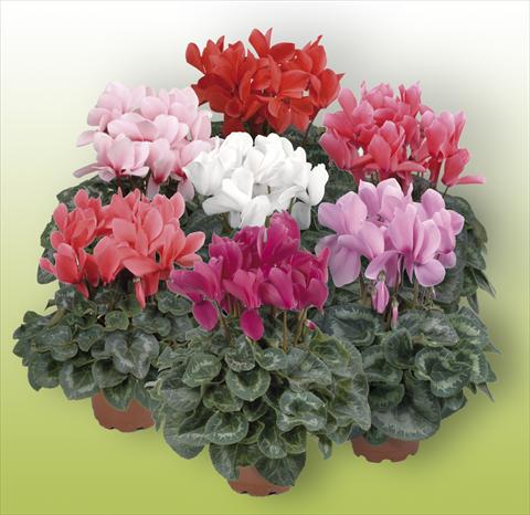 foto van een variëteit aan bloemen, te gebruiken als: Pot Cyclamen persicum Rainier Mix