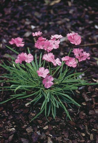foto van een variëteit aan bloemen, te gebruiken als: Pot - en perkplant Dianthus carthusianorum Ruperts Pink