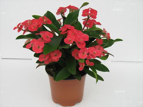 foto van een variëteit aan bloemen, te gebruiken als: Pot Euphorbia x martinii Kronos