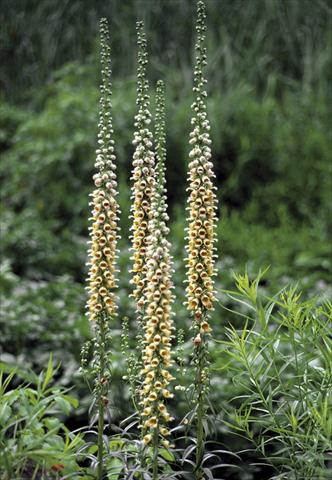 foto van een variëteit aan bloemen, te gebruiken als: Perkplant / Borders Digitalis ferruginea Gigantea Gelber Herold