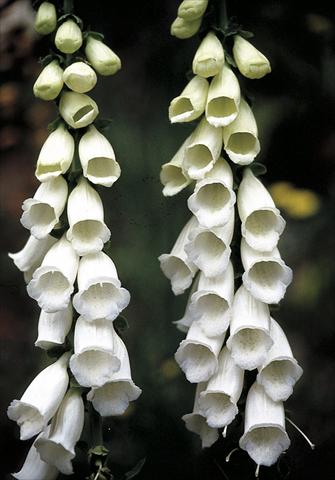 photo of flower to be used as: Bedding / border plant Digitalis purpurea Snow Thimble