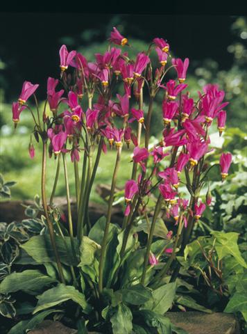 foto van een variëteit aan bloemen, te gebruiken als: Perkplant / Borders Dodecatheon tetrandrum Rotlicht