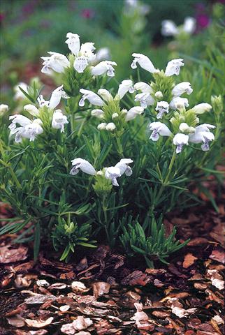 foto van een variëteit aan bloemen, te gebruiken als: Perkplant / Borders Draocephalum argunense Fuji White