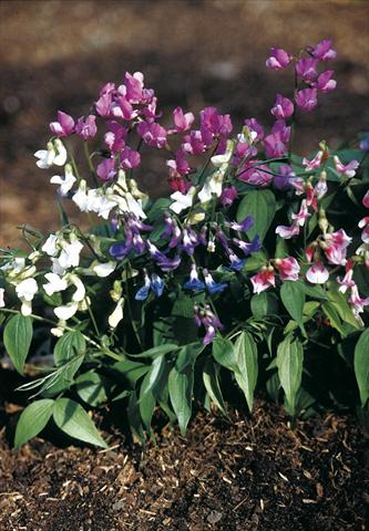 foto van een variëteit aan bloemen, te gebruiken als: Potplant, perkplant, patioplant Lathyrus vernus Rainbow